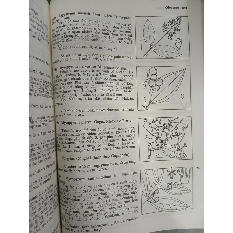 CÂY CỎ VIỆT NAM (QUYỂN I, II, III) - PHẠM HOÀNG HỘ 740112