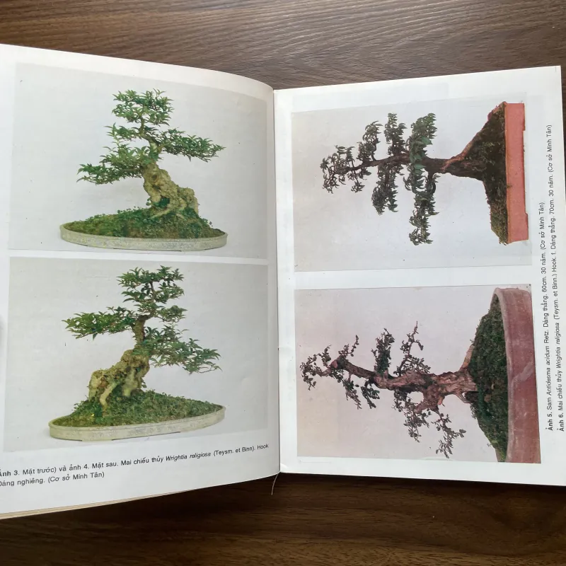 Bonsai 🌿🌿 961565