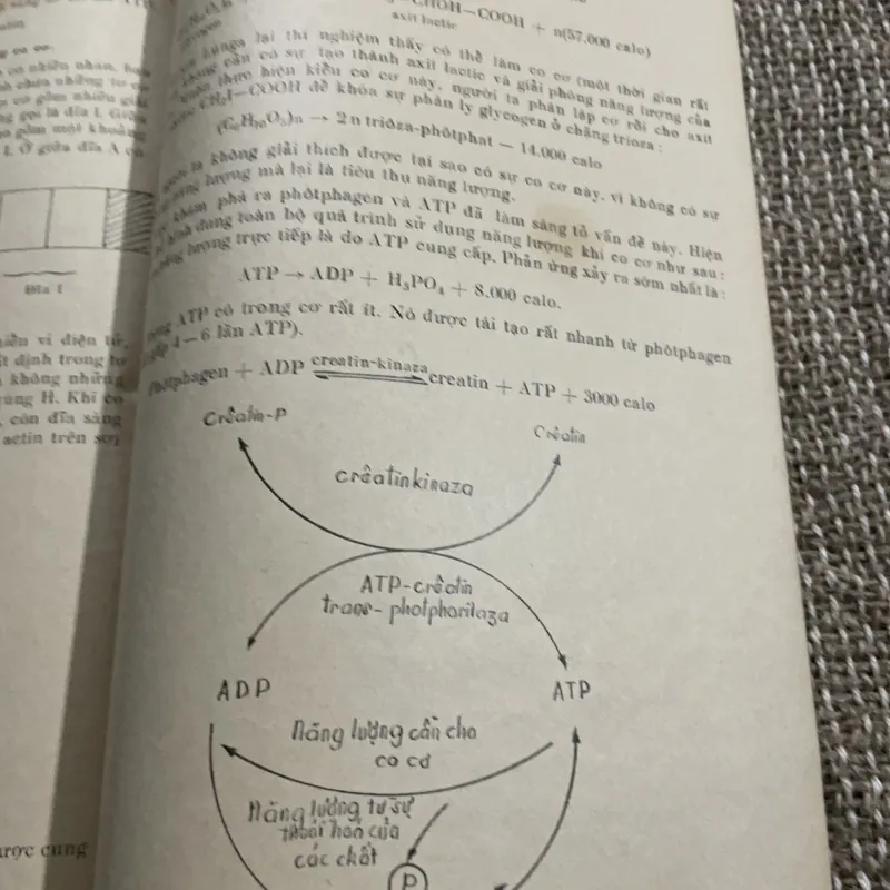 Sinh hóa đại cương, sách khổ lớn, thiếu trang mục lục  1021345