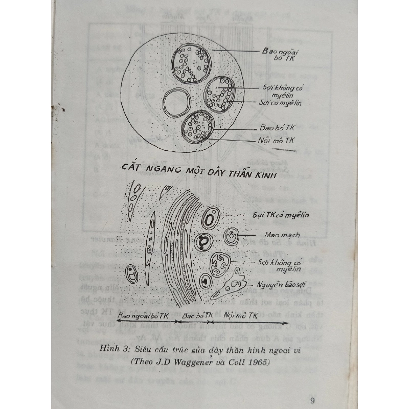Bệnh học thần kinh - Hồ Hữu Lương 795925