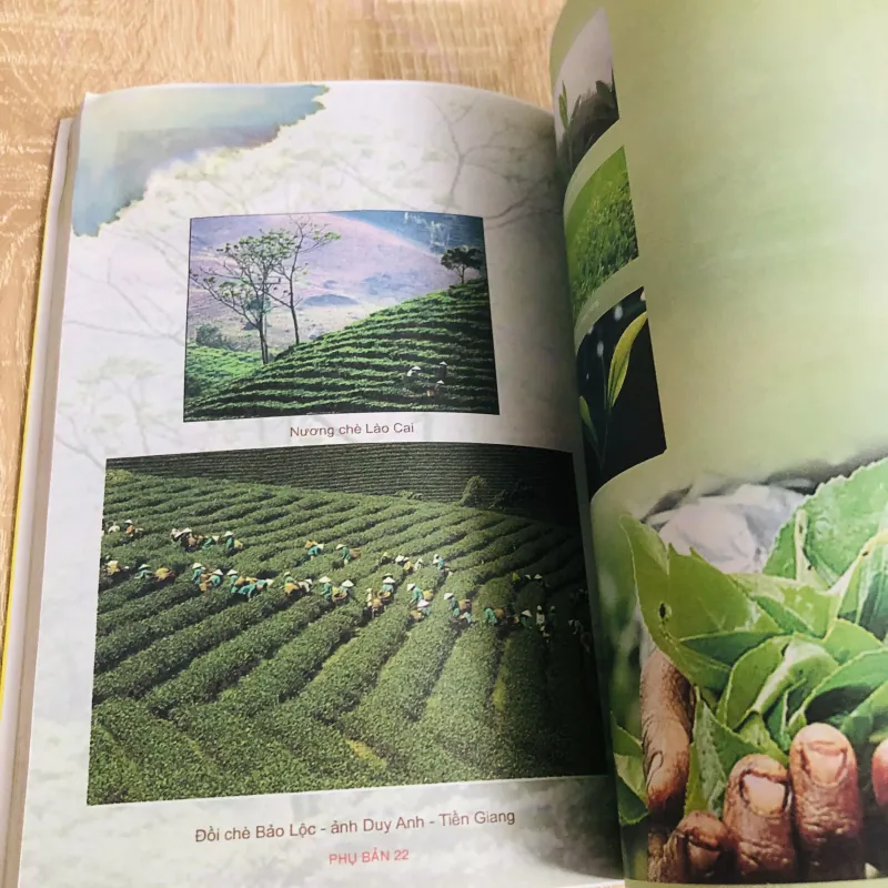 LỤC BÁT TRÀ – Phạm Văn Sau 929276