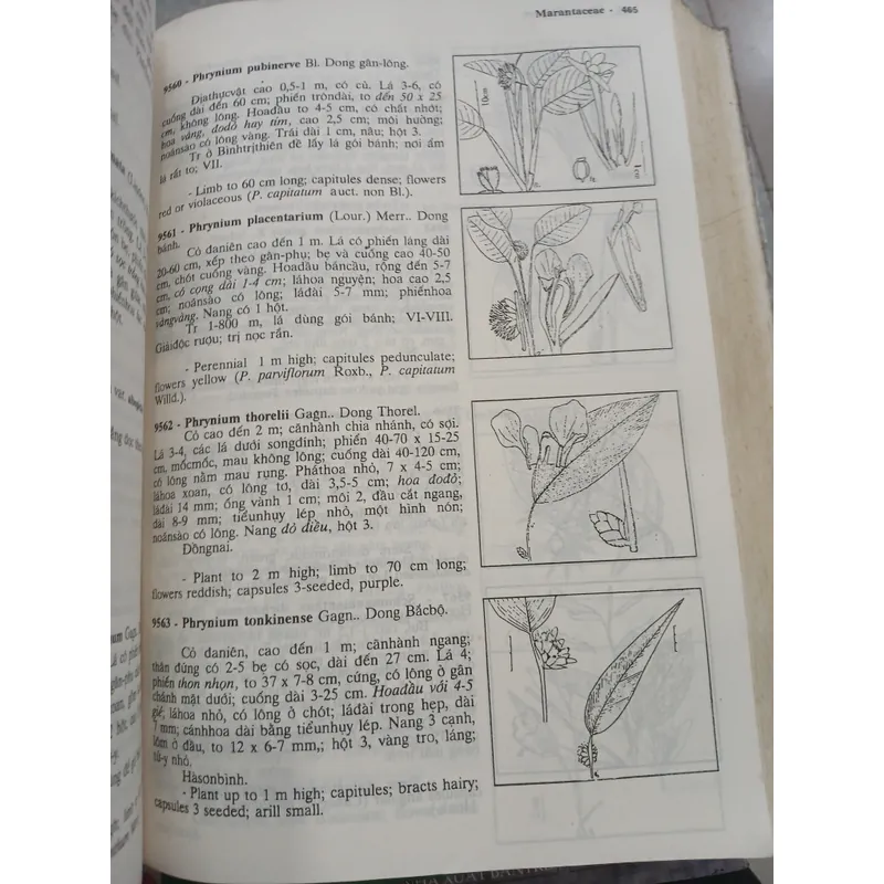 CÂY CỎ VIỆT NAM (QUYỂN I, II, III) - PHẠM HOÀNG HỘ 740112