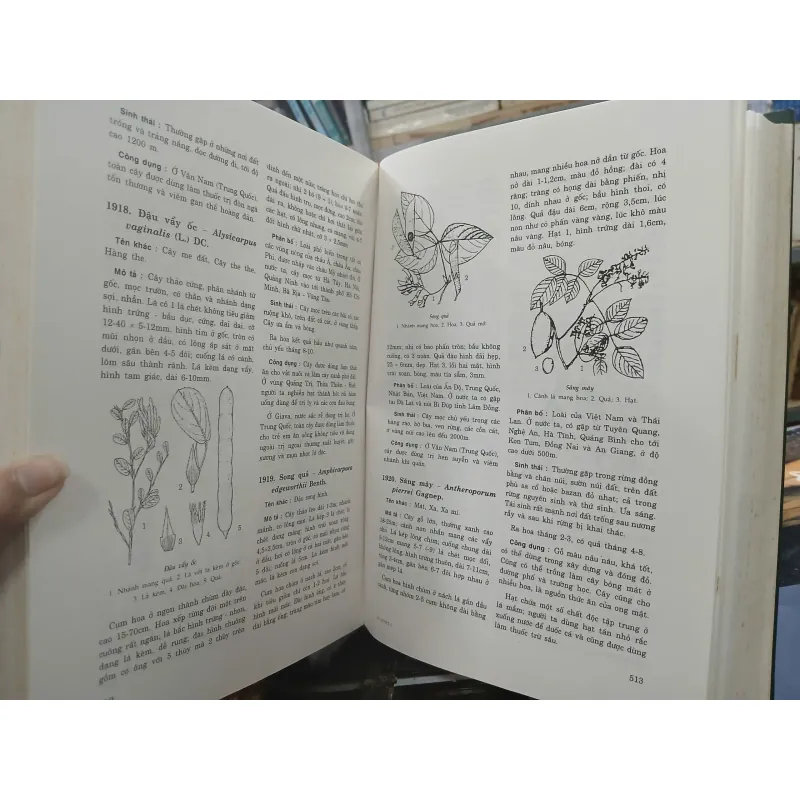 CÂY CỎ CÓ ÍCH Ở VIỆT NAM (TRỌN BỘ) - Võ Văn Chi 528968