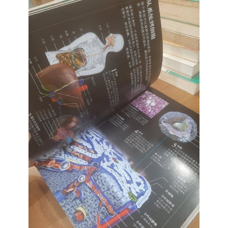 Sách tiếng Trung: The concise human body book 1030317