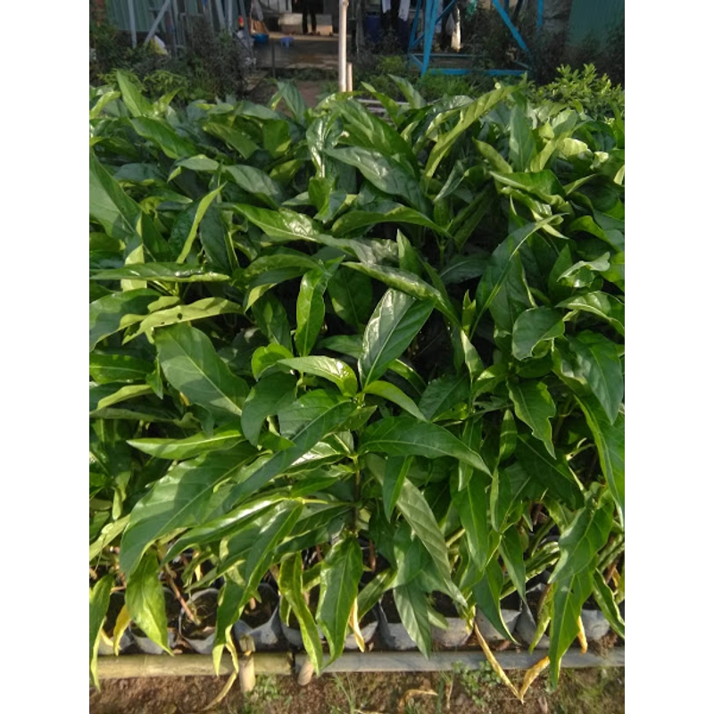Cây nhàu giống 503681