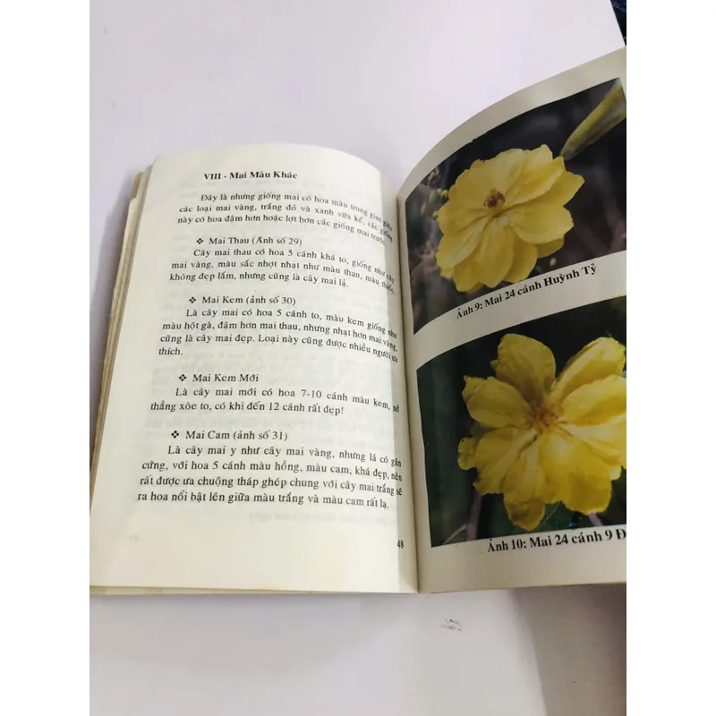 KỸ THUẬT TRỒNG VÀ GHÉP MAI 595067