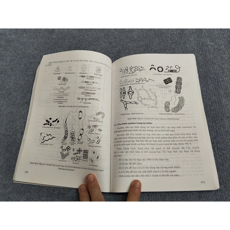 CƠ SỞ SINH HỌC VI SINH VẬT TẬP II 495379