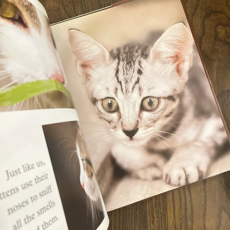 ✨𝑲𝒊𝒕𝒕𝒆𝒏𝒔✨ 693154