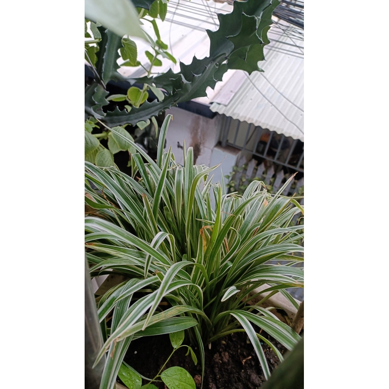 Cỏ lan chi, lan bạch chỉ trồng sân vườn, bồn hoa, ban công [Combo 5 cây, 10 cây, chậu] 502518