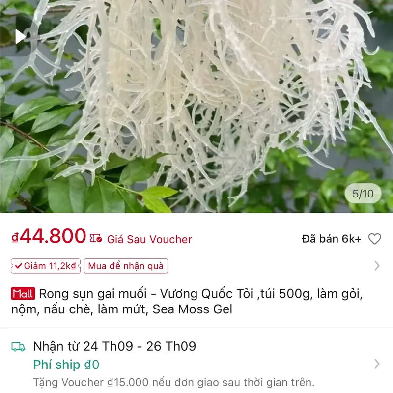 Rong sụn gai 562685