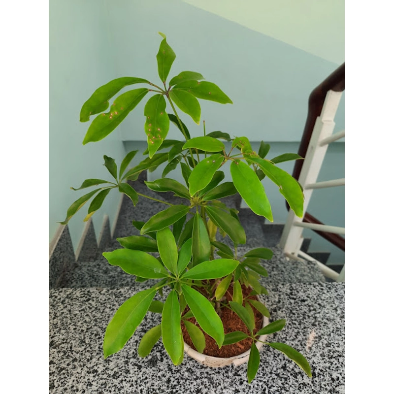 Cây ngũ gia bì, cây như hình 501665
