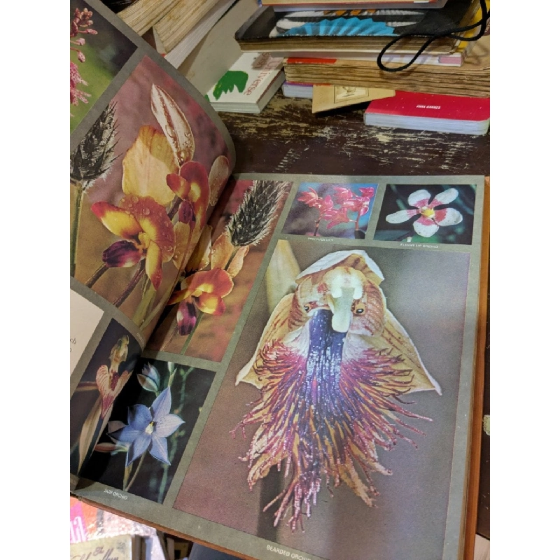 The Land and Wildlife of Australia 993787