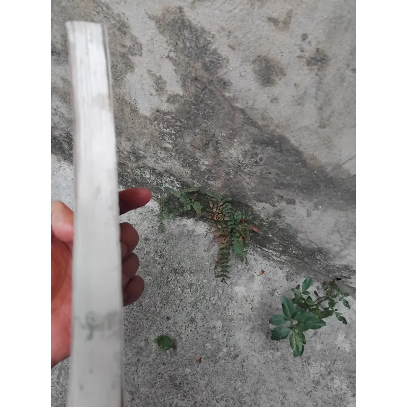 Kinh thi Việt Nam  1025126