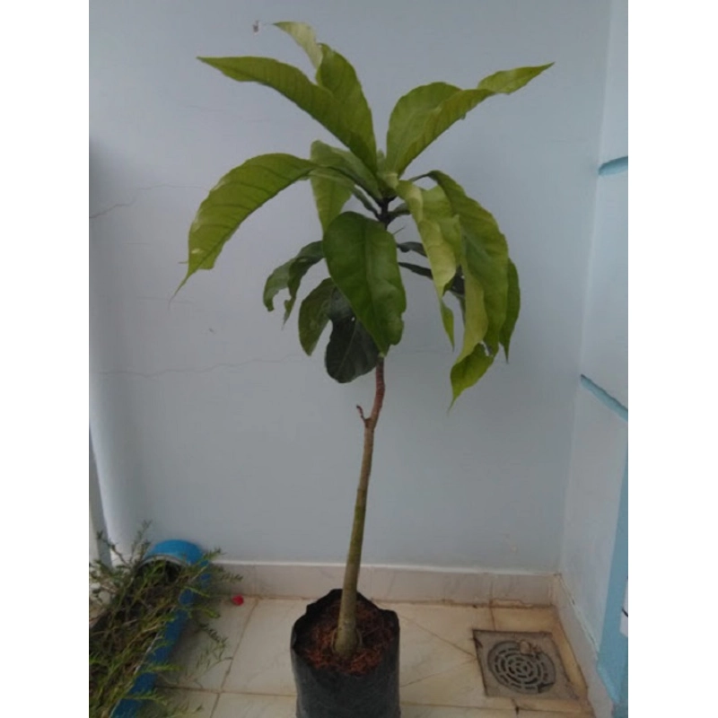 Cây giống lộc vừng hoa to, màu trắng hồng 78126