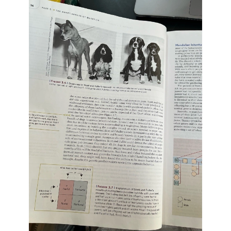 Psychology - Peter Gray 778083