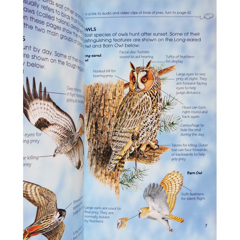 Usborne Spotter's Guides: Birds of Prey 195136