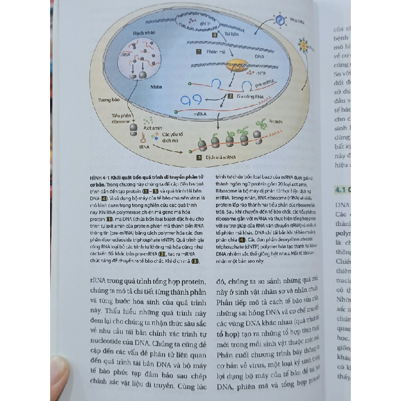 Sinh học phân tử của tế bào, Tập 2: Di truyền học và sinh học phân tử - Nhiều tác giả 506601