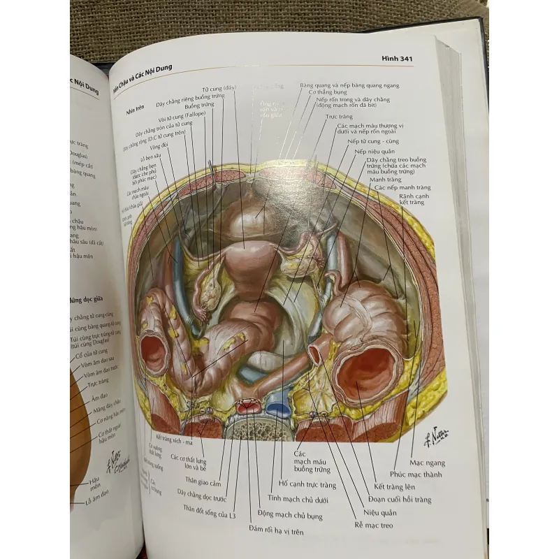 ATLAS GIẢI PHẪU NGƯỜI - FRANK H. NETTER, MD - sách dày, in màu  961602