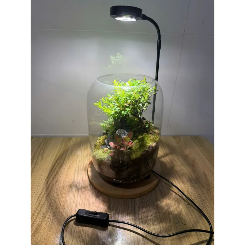 Bể terrarium nhà Xanh Zone 1063219