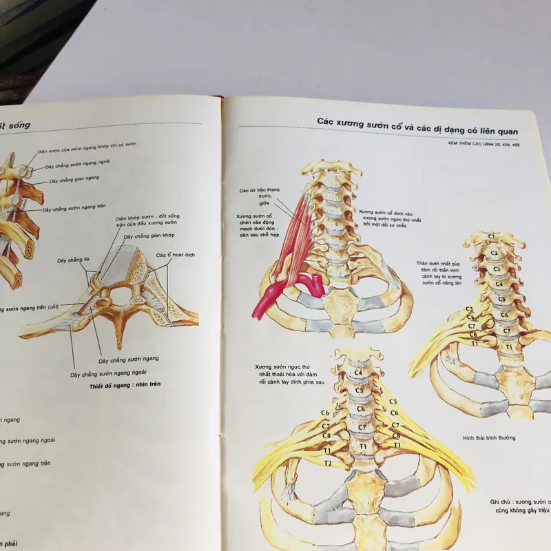 ATLAS GIẢI PHẪU NGƯỜI 1997 706683