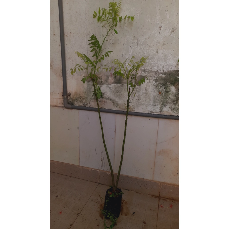 Cây hoa hòe, chiều cao 80-90cm 502648