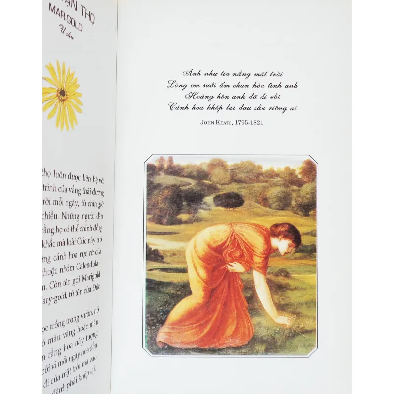 Ngôn ngữ loài hoa 11505