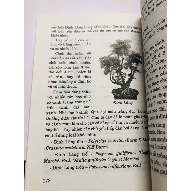 CẨM NANG BON SAI 447858