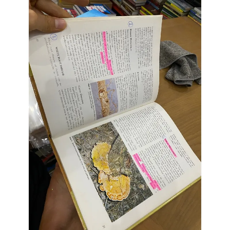 Durian Diseases and Disorders - Lim Tong Kwee 553264
