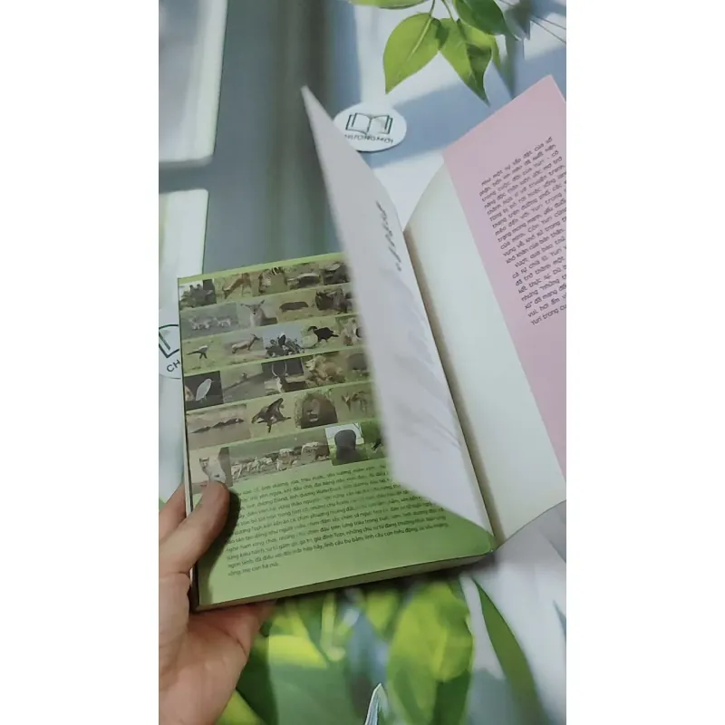 Nhà Có Một Đàn Mèo 2 - Chae Yuri 744718