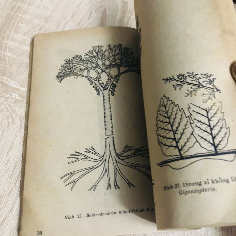 GIỚI THỰC VẬT TRONG LỊCH SỬ TRÁI ĐẤT 956903