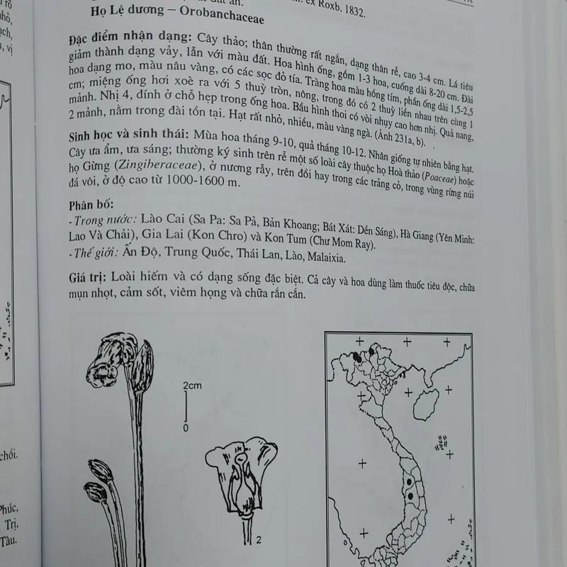 SÁCH ĐỎ VIỆT NAM - PHẦN THỰC VẬT  568462
