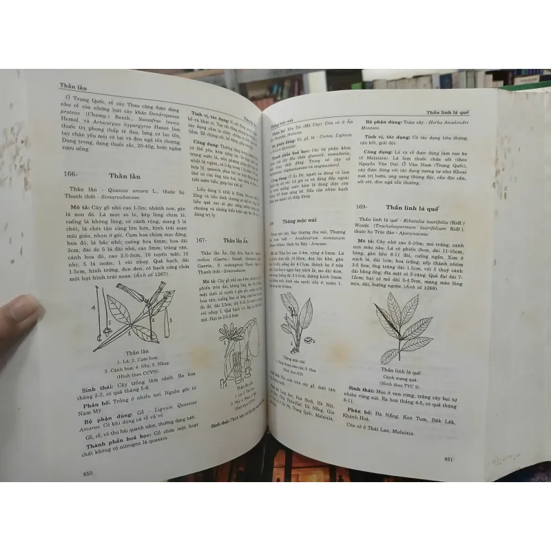 TỪ ĐIỂN CÂY THUỐC VIỆT NAM - VÕ VĂN CHI 455989