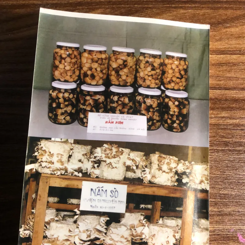 Nấm ăn- cơ sở khoa học và công nghệ nuôi trồng 989815