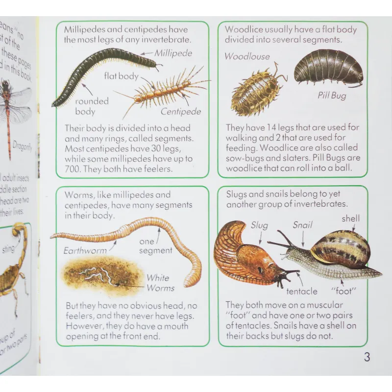 Creepy Crawlies (Usborne First Nature) 335859