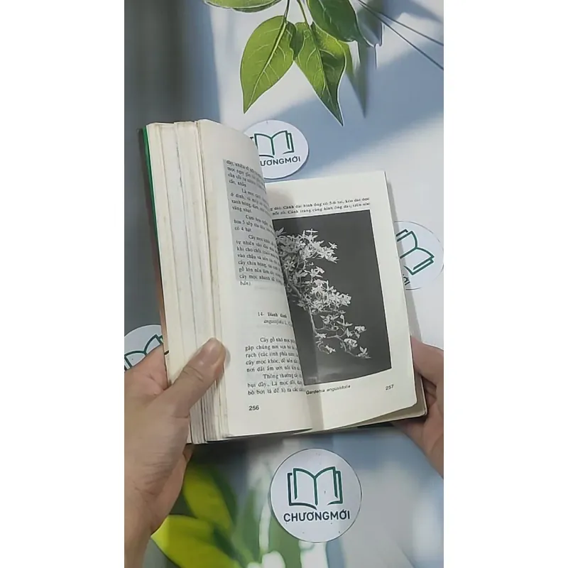 Bonsai: Cây dáng, thế và non bộ - Đỗ Hiệp 694948