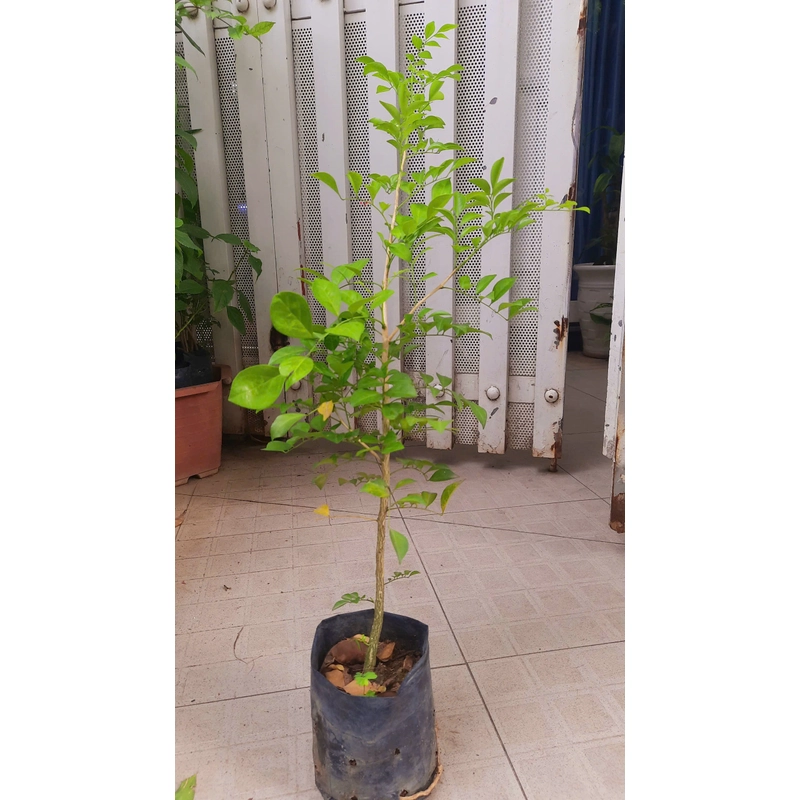 Cây nguyệt quế - cây giống như hình 78129