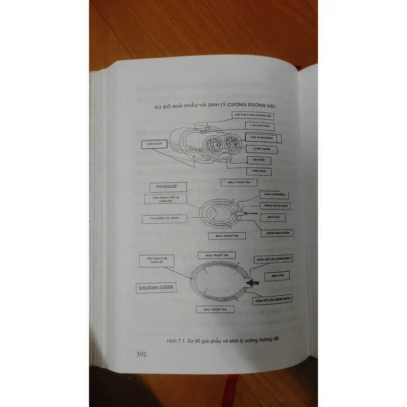BỆNH HỌC GIỚI TÍNH NAM 703801