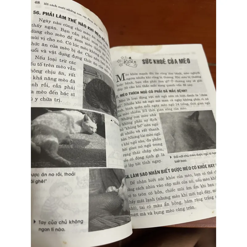 Cách nuôi mèo  1005189