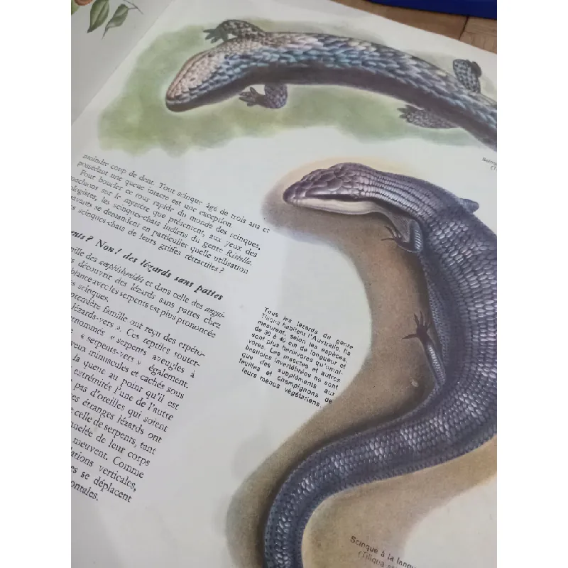 Les reptiles - Albert Jeannin 557386