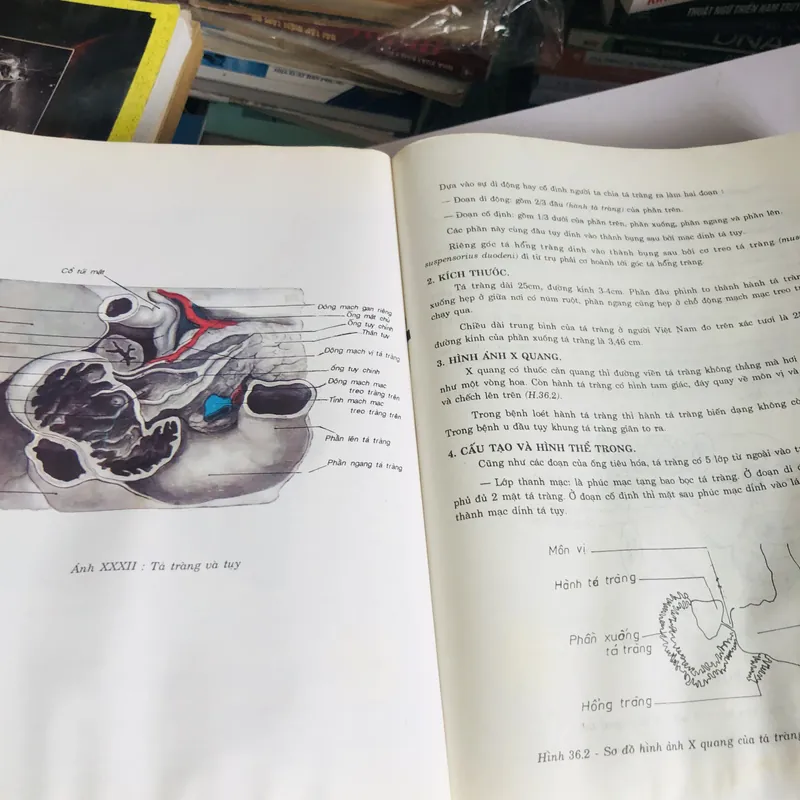 BỘ 2 TẬP GIẢI PHẪU HỌC ( NGUYỄN QUANG QUYỀN) 578170