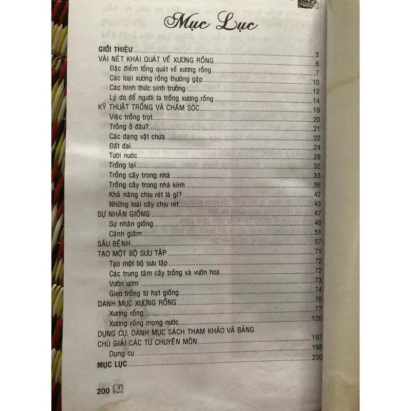 Kỹ thuật trồng xương rồng 693640