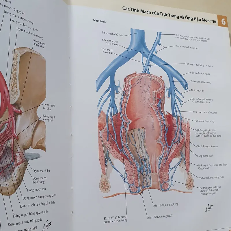 ATLAS 7 GIẢI PHẪU  1008119