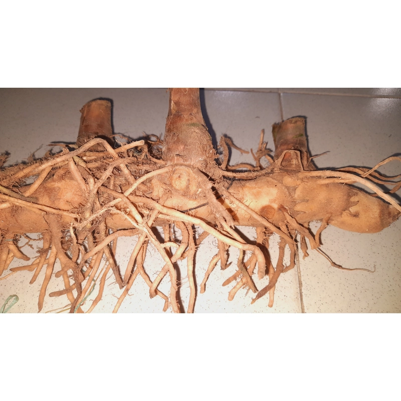 Củ cát lồi - củ cây mía dò, củ tươi  503471