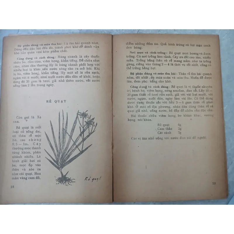 CÂY THUỐC GIA ĐÌNH 588890