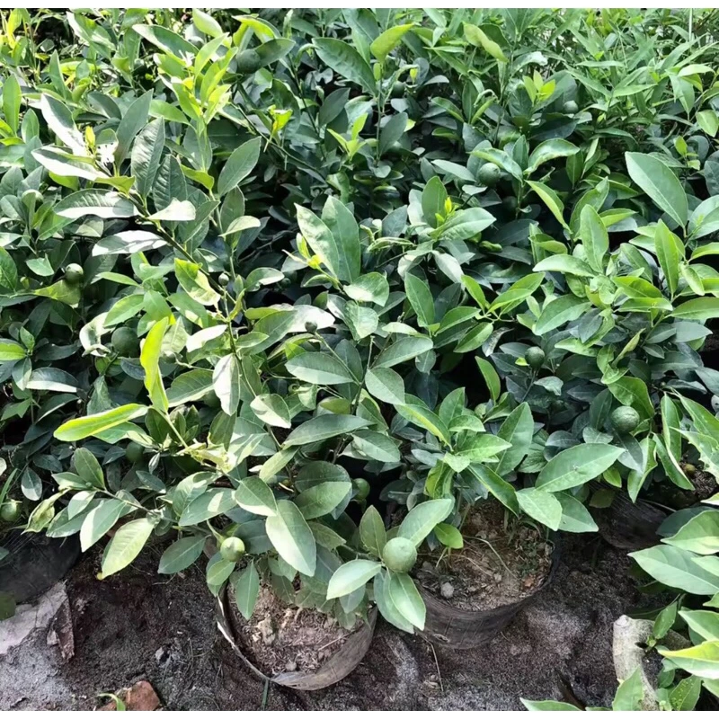 Cây chanh ta ăn lá ăn quả (đang hoa quả) cao 40-50cm 446057