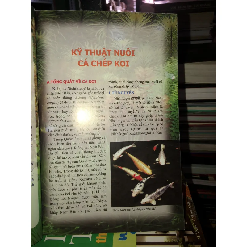 Kỹ thuật nuôi cá chép Koi - cá xiêm - cá rồng - cá dĩa - cá vàng - cá bảy màu 745842