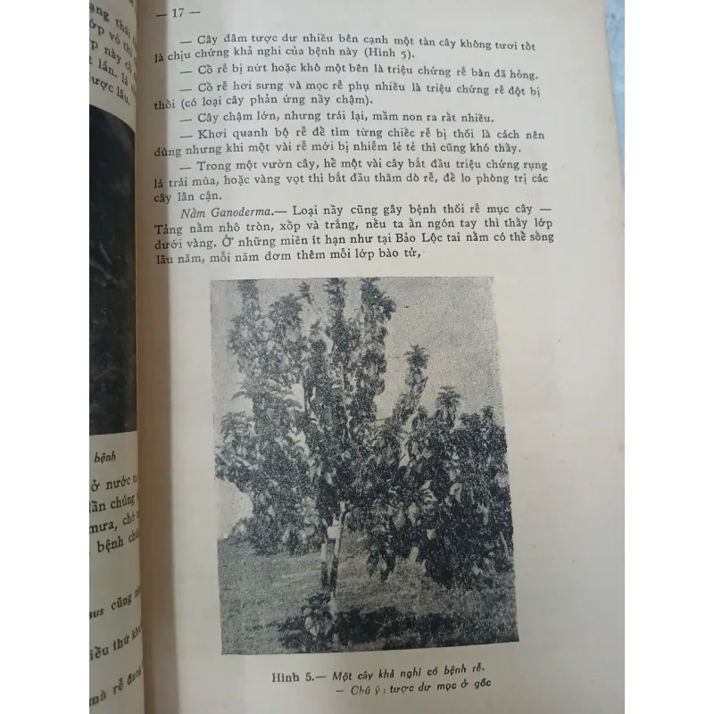 LUẬN KHẢO VỀ CÁC BỆNH THƯỜNG HẠI CÂY CỐI TẠI MIỀN NAM VIỆT NAM 688029
