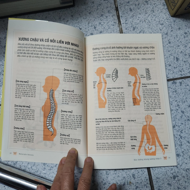 Bảo dưỡng khung xương chậu 518295