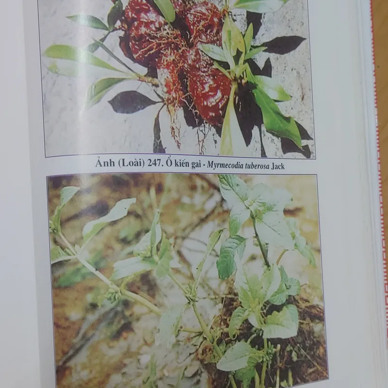 SÁCH ĐỎ VIỆT NAM - PHẦN THỰC VẬT  568462