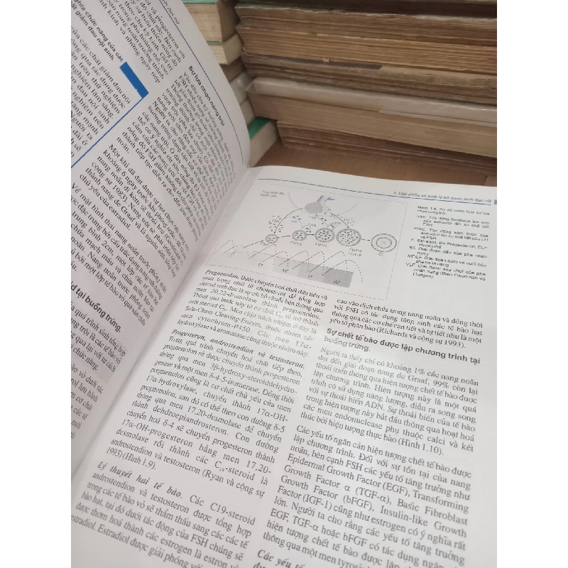 Nội tiết học sinh sản nam học - Nhiều tác giả 184848